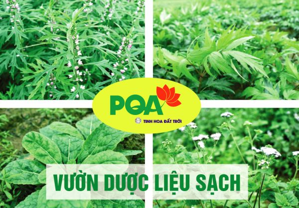 VƯỜN DƯỢC LIỆU SẠCH PQA